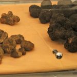White and black truffles