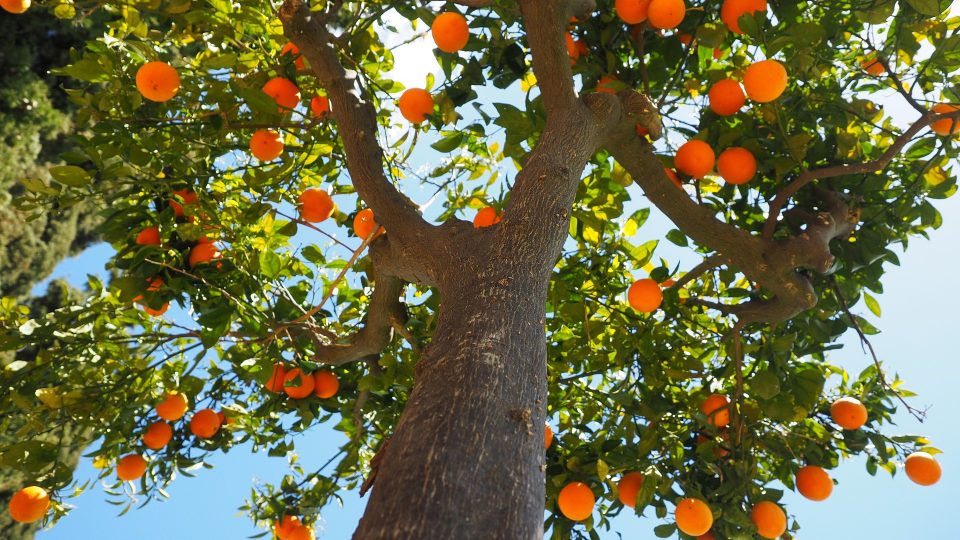 sinaasappelboom
