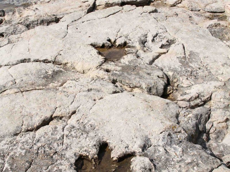Dinosaur tracks, National Park Brijuni, Croatia