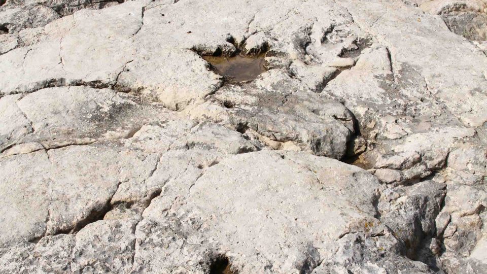 Dinosaur tracks, National Park Brijuni, Croatia