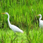 photo ©fhaubert/Pixabay witte reigers