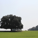 photo ©EMRE d.o.o. Brijuni, eikenboom, natuur Kroatie