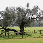 photo ©EMRE d.o.o. Olijfboom in nationaal park Brijuni