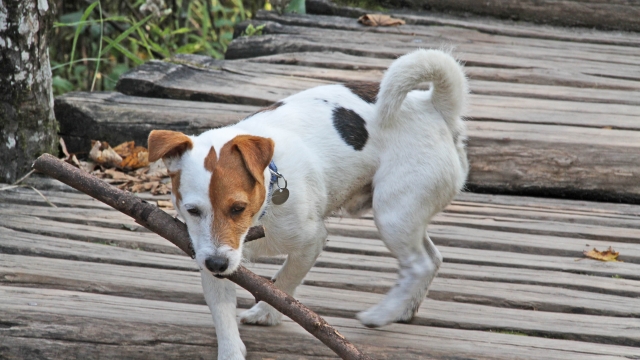 photo ©EMRE d.o.o. Hondje op vakantie in Kroatie