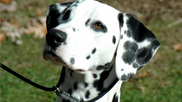 photo ©Skeeze/Pixabay Dalmatian dog