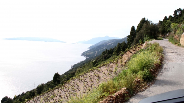 photo ©EMRE d.o.o. Vineyard Korcula, Croatia