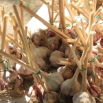 photo ©EMRE d.o.o. Garlic, Croatia
