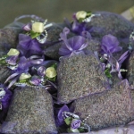 photo ©EMRE d.o.o. Lavander, Croatia