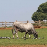 photo ©EMRE d.o.o. Istrian cattle, National Park Brijuni, Croatia