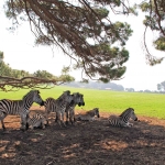photo ©EMRE d.o.o. Safari park in National Park Brijuni, Croatia
