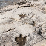 photo ©EMRE d.o.o. Dinosaur tracks, National Park Brijuni, Croatia