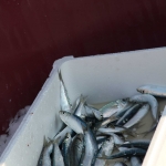 photo ©EMRE d.o.o. sardines, Croatia