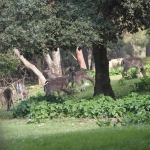 photo ©EMRE d.o.o. Deer in National Park Brijuni, Croatia