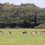 photo ©EMRE d.o.o. Deer in National Park Brijuni, Croatia