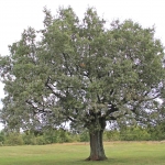 photo ©EMRE d.o.o. Oak tree at the Astronomical observatory Višnjan, Croatia