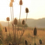 photo ©EMRE d.o.o. Thistles in field near Cevo, Varzdin, Croatia
