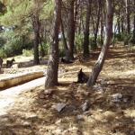 photo ©EMRE d.o.o. resting donkeys on dugi otok