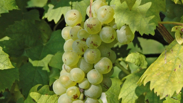 White grapes, Croatia