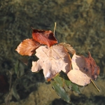 Autumn leaves, Plitvice lakes in Croatia