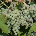 photo ©EMRE d.o.o. white grapes, Croatia