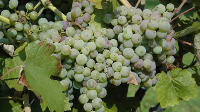 white grapes, Croatia