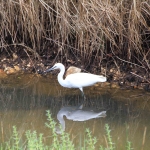 photo ©EMRE d.o.o. Small white herron, Croatia