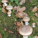 Mushrooms, Croatia