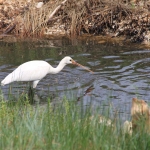 photo ©EMRE d.o.o. Spoonbill, Croatia