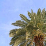 Trogir, palm tree