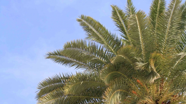 Trogir, palm tree