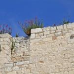 Trogir, wild flowers on wall