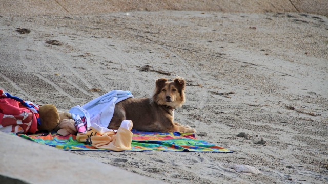 photo ©EMRE d.o.o. Dog on beach in Umag, Istria