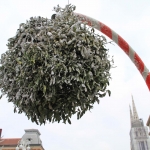 Advent in Zagreb - mistletoe
