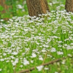 spring flowers in wood