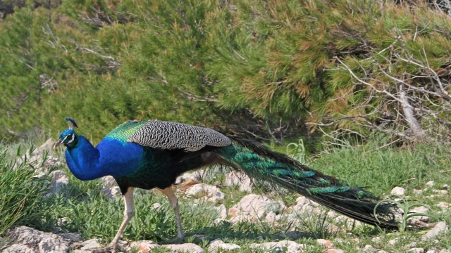 Peacock on island Lokrum