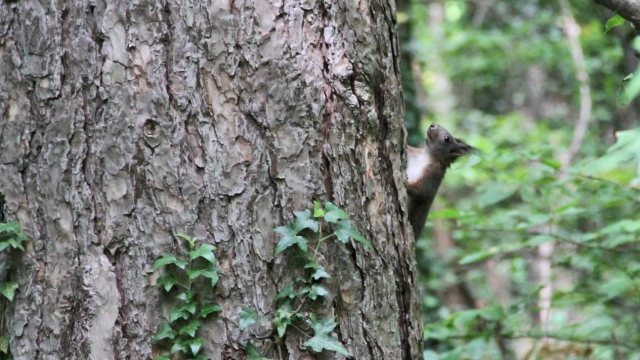 squirrel in forest near Kalnik, Croatia