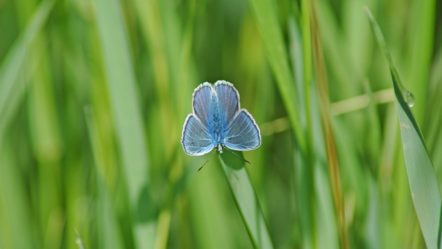 Blue butterfly in Medjimurje, Croatia
