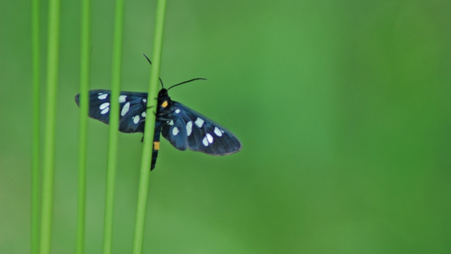 Butterfly in Medjimurje, Croatia
