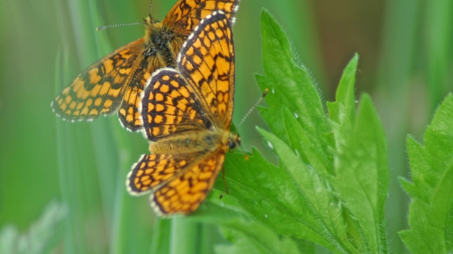butterflies in Medjimurje, Croatia