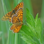 butterflies in Medjimurje, Croatia
