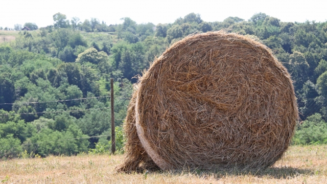 Round hay bale in Medjimurje, Croatia